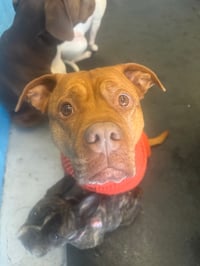 Zola