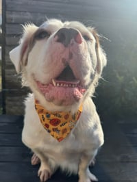Bruce
