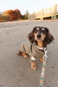 Penelope