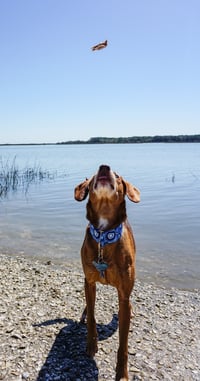 Remington