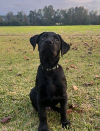 Barrett