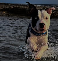 Zeus
