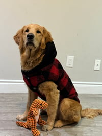 Bruno