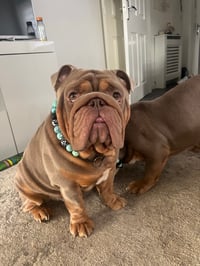 Hugo