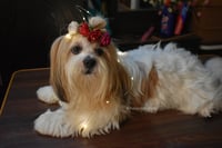 Pixie