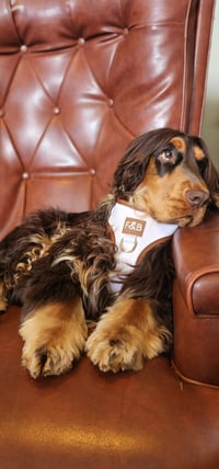 Alf