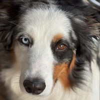 Bodhi