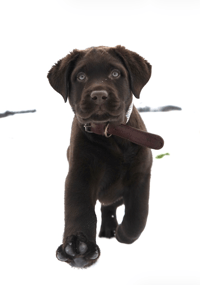 Charlie