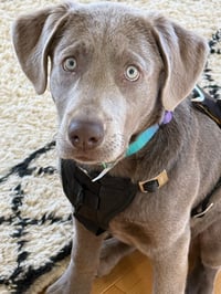 Zoe