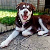 Kodi