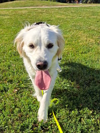 Maxi