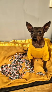 Frida