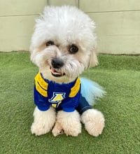 Kobi