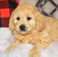 Charlie