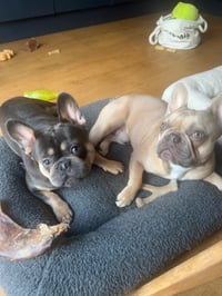 Draig & Bryn