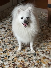 Artù