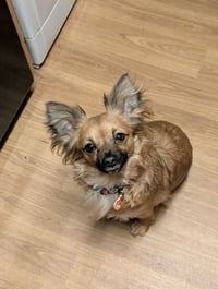 Bambi
