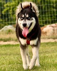 Ekko