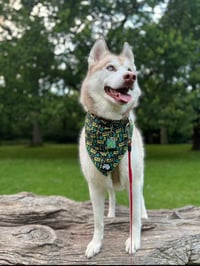 Kovu