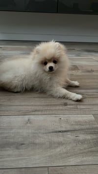 Pepper