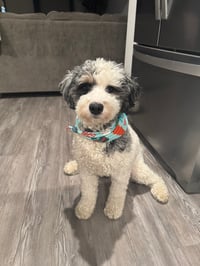 Vinnie