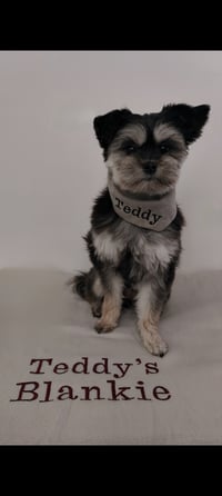 Teddy