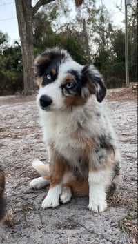 Blu