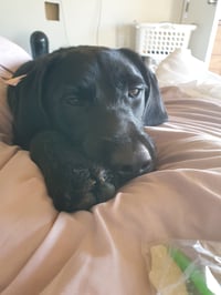 Nala