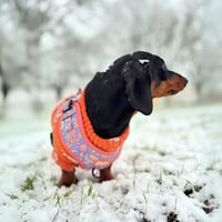 Bella