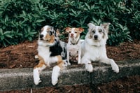 Oakley, Luna, & Peanut