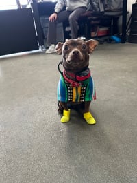 Zeus