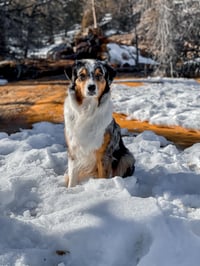 Echo