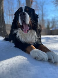 Banjo
