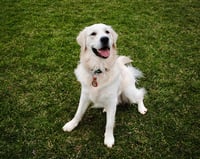 Finnegan (Finn)