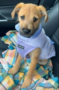 Winnie Lou