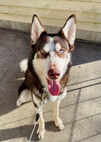 Nikita