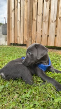 Bleu