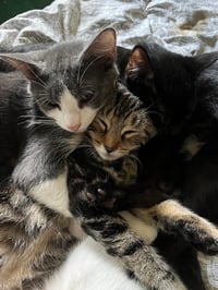 Cats!