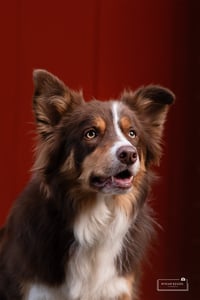 Gijs