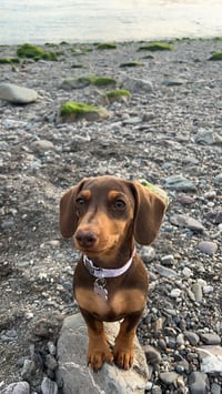 Willow