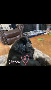 Sutten