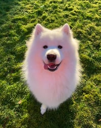 Echo