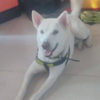 Rex