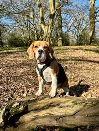 Baxter