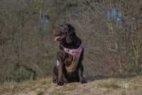 Bailey