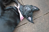 Roxy