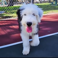 Milo