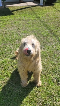 Rex