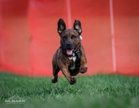 Juniper Junebug