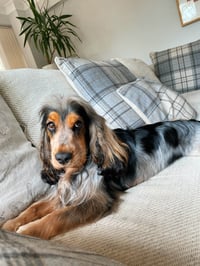 Archie.